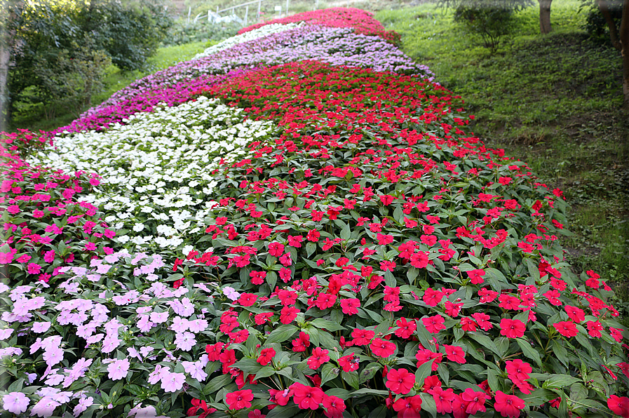 foto Giardini Trauttmansdorff - Boschi del Mondo